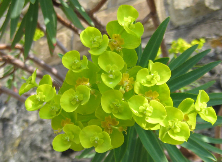 Euphorbia dendroides, Senecio cineraria e Sedum dasyphyllum